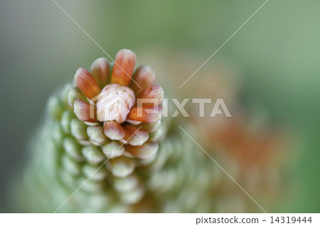 Tritoma聖誕節歡呼 14319444