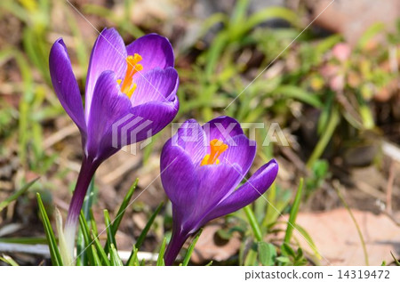 Two wheel crocuses 14319472