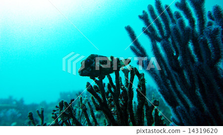 Kitamakura (pufferfish) 14319620