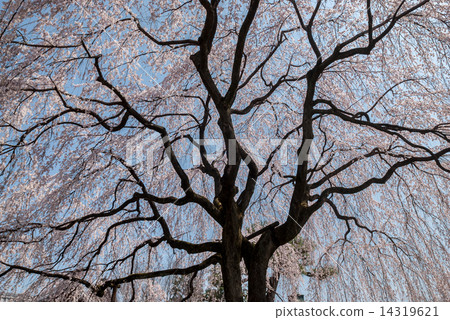 本町寺安德伍德櫻花 本町寺安德伍德櫻花 14319621