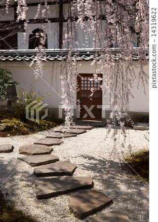 Honmaji Temple Underwood Cherry Blossoms Honmaji Temple Underwood Cherry Blossoms 14319622