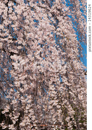 Honmaji Temple Underwood Cherry Blossoms 14319624