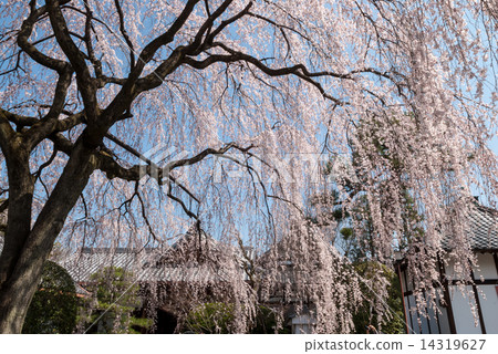 本町寺安德伍德櫻花 本町寺安德伍德櫻花 14319627