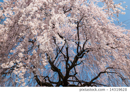 Honmaji Temple Underwood Cherry Blossoms Honmaji Temple Underwood Cherry Blossoms 14319628