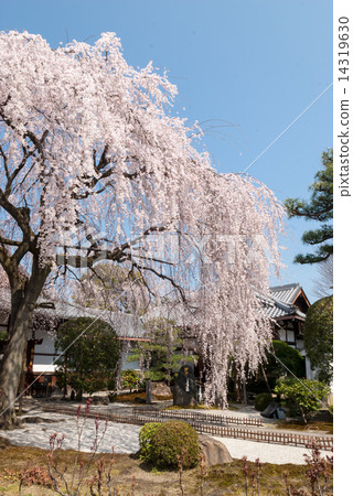 Honmaji Temple Underwood Cherry Blossoms Honmaji Temple Underwood Cherry Blossoms 14319630