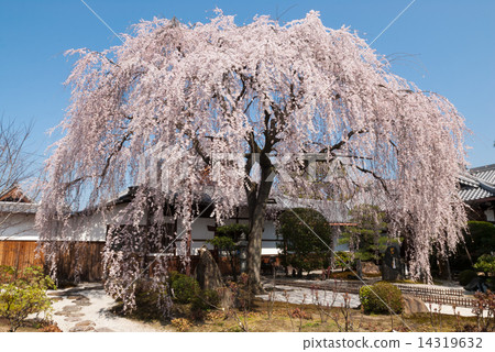 Honmaji Temple Underwood Cherry Blossoms 14319632