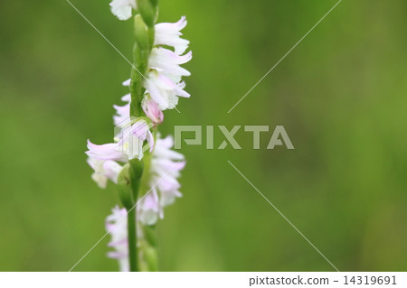 我如果扭轉 我如果扭轉 14319691