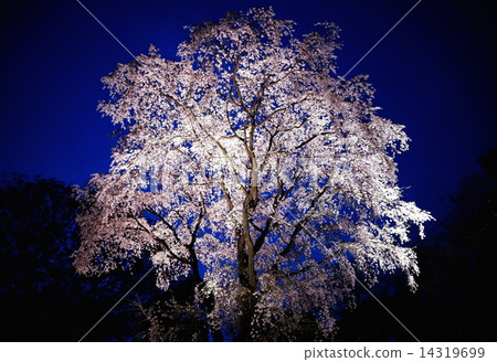 Rikugien Sparrow cherry blossoms Weeping cherry blossoms Cherry blossoms / light up National special special victory (Tokyo Bunkyo-ku Honkomagome) 14319699