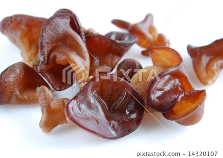 Chrysanthemum 14320107