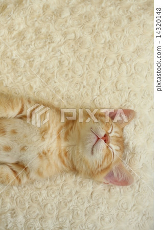 一隻貓 一隻貓 14320148