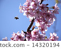 櫻花和蜜蜂 14320194