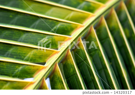 Palm leaf 14320317