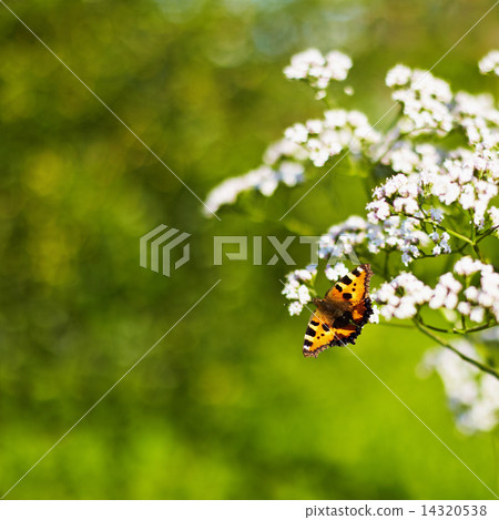 Aglais urticae Aglais urticae 14320538