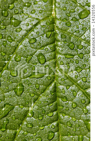 Natural background - sparkling raindrops on leaf 14320556