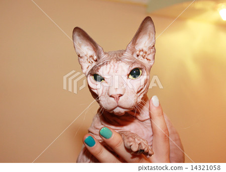 Hairless white cat. Hairless white cat. 14321058