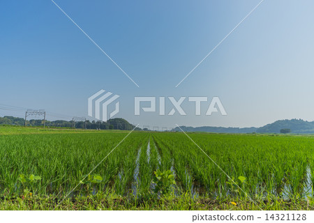 春天農村風景在千葉 春天農村風景在千葉 14321128