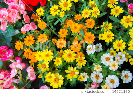 Colorful flower 14321350