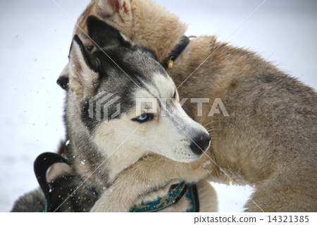 Husky puppy hugs adult 14321385