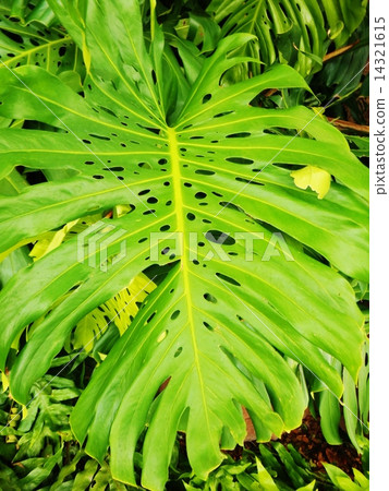 夏威夷葉子 夏威夷葉子 14321615