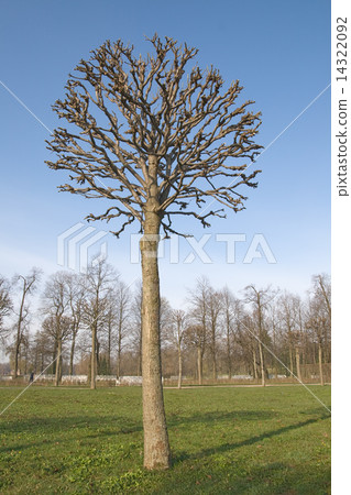 Bare tree Bare tree 14322092