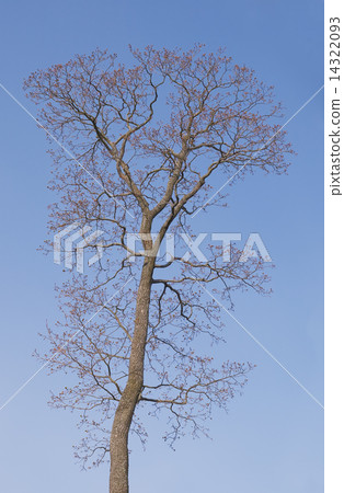 Bare tree in spring 14322093