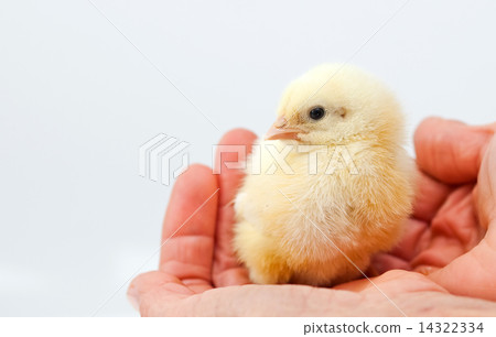 Baby chicken in hand 14322334