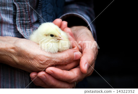 Baby chicken in hand 14322352