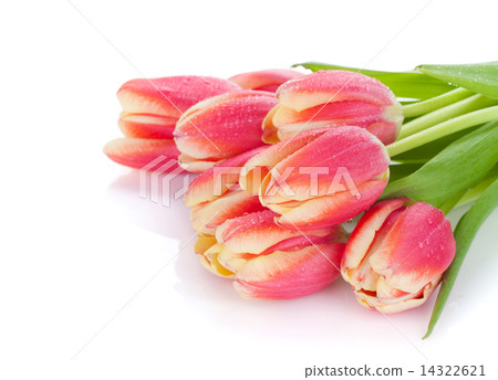 Colorful tulip bouquet with water dew Colorful tulip bouquet with water dew 14322621