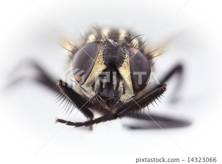 HouseFly Magnification 14323066