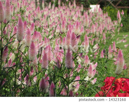 Fantastic flower 14323168