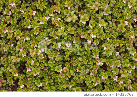 Arctostaphylos uva ursi flowering Arctostaphylos uva ursi flowering 14323762