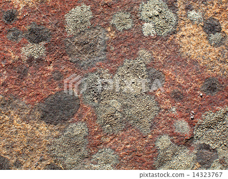 Stone covered by a lichen background 14323767