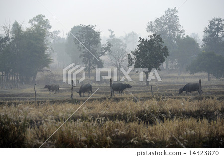ASIA THAILAND ISAN AMNAT CHAROEN 14323870