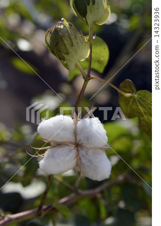 ASIA THAILAND ISAN AMNAT CHAROEN ASIA THAILAND ISAN AMNAT CHAROEN 14323936