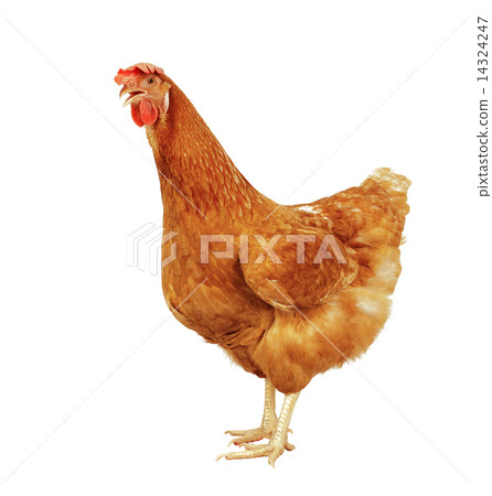 full body of brown chicken hen standing isolated white backgroun 14324247