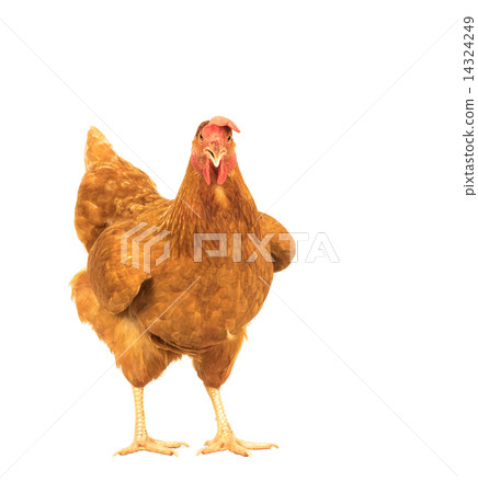close up portrait full body of brown female eggs hen standing sh 14324249