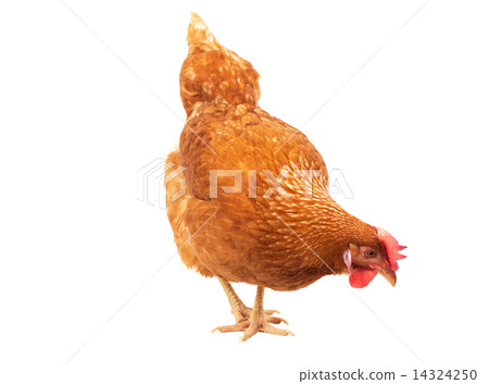 close up chicken hen eating something isolated white background 14324250