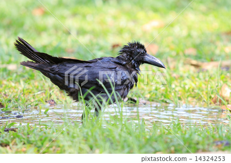 natural scene of crow bathing in field natural scene of crow bathing in field 14324253