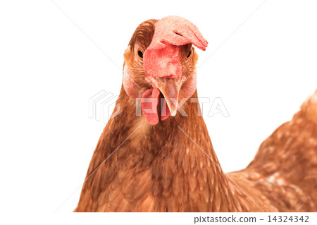 head of chicken hen shock and funny surprising isolated white ba 14324342