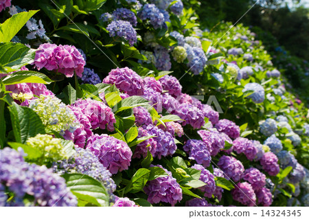 雨季形象〜幫兇學校的繡球花(鎌倉)〜 雨季形象〜幫兇學校的繡球花(鎌倉)〜 14324345