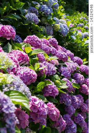 The rainy season image ~ Hydrangea of the school of accomplice (Kamakura) ~ The rainy season image ~ Hydrangea of the school of accomplice (Kamakura) ~ 14324346