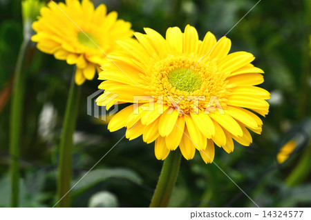 雛菊 14324577