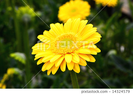 Gerbera Gerbera 14324579