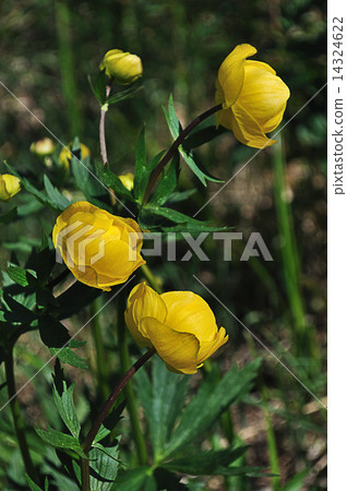 Yellow flowers (trollius europaeus) 14324622