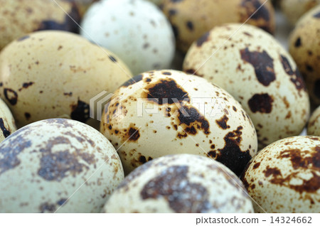 Quail eggs Quail eggs 14324662