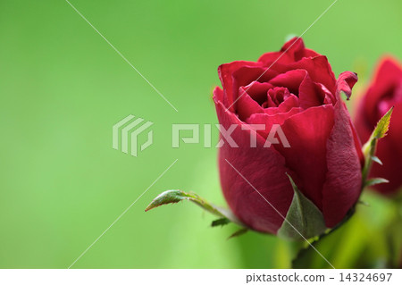 Red Rose Red Rose 14324697
