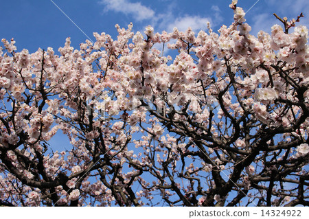 Plum and blue sky 14324922