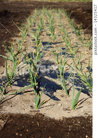 Planting onion Planting onion 14325417