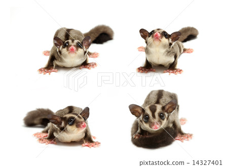 young sugar glider looking photograp 14327401