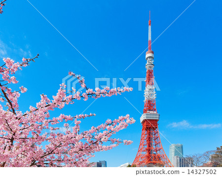 Satzakura和東京鐵塔在Shibakoen盛開 Satzakura和東京鐵塔在Shibakoen盛開 14327502